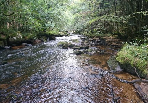 La vallée de la Cure