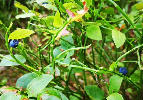 Le Haut Folin – La Grande Verrière