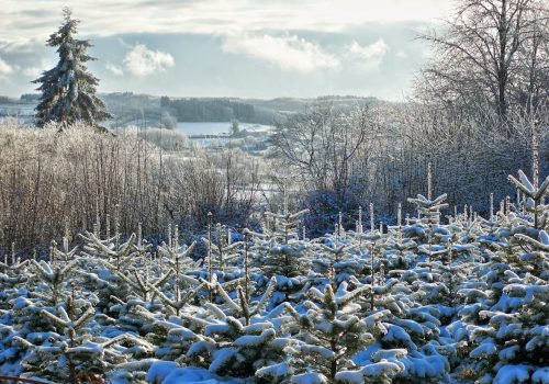Boucle des sapins de Noël et de la biodiversité